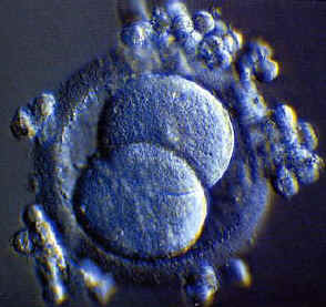 Mitose première division ovule fécondé