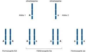 Schéma allèles, hétérozygotie et homozygotie