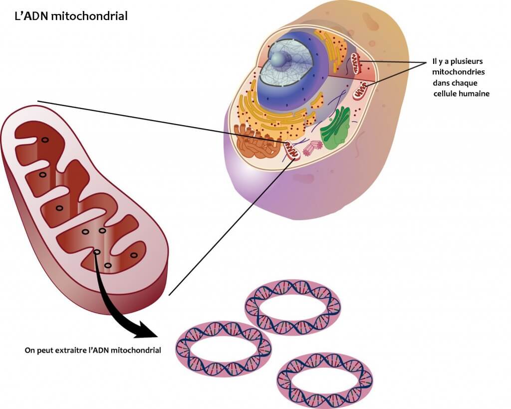 Le test de l'ADN mitochondrial