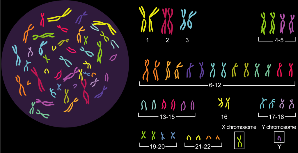 Le caryotype présente les chromosomes compactés, alignés et classés par taille
