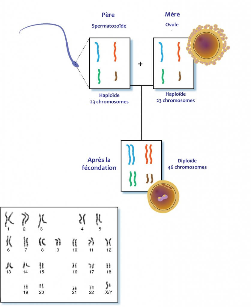 Toutes les cellules humaines sont diploïdes (avec 46 chromosomes appairés), sauf les gamètes qui sont haploides (23 chromosomes)..