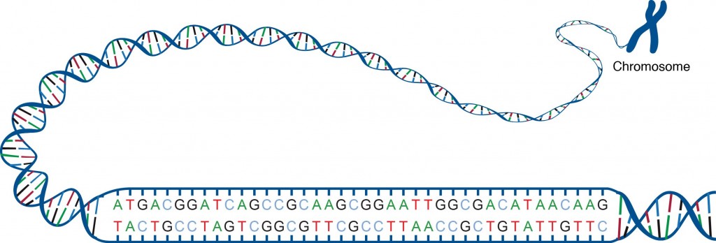 La double hélice de l'ADN forme deux chromatides qui se réunissent au niveau du centromère