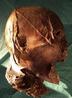 Tête momifiée attribuée ou pas au roi Henri IV