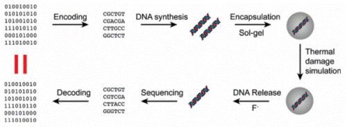 décodage ADN synthétique