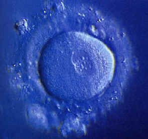 Ovule fécondé avant fusion des noyaux