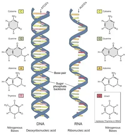 Les brins d'ADN et ARN sont formées de 4 bases azotées