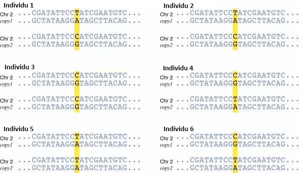 Comparaison de 6 ADN pour illustrer le polymorphisme